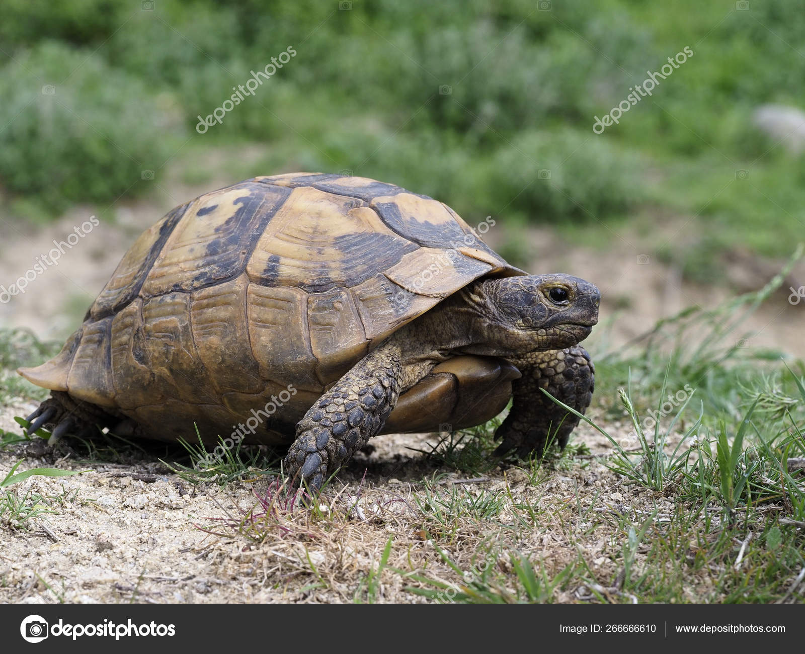 greek spur thighed tortoise