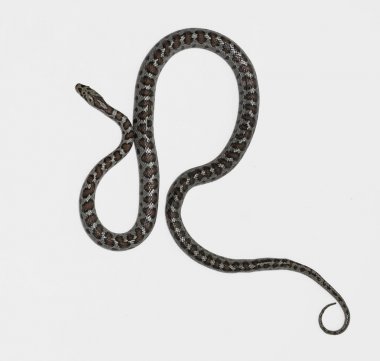 Avrupa ratsnake veya Leapard yılan, Zamenis situla