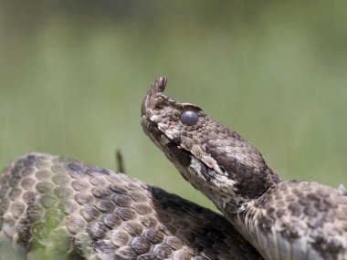Burun boynuzlu engerek (Vipera ammodytes)