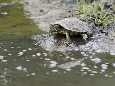 Kırmızı kulaklı Kaypak, Trachemys betik zarifleri