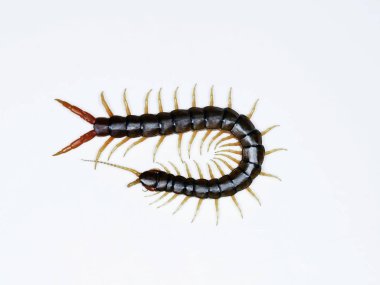 Scolopendra cingulata, Megarian bantlı kırkayak olarak da bilinir.