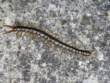 Scolopendra cingulata, Megarian bantlı kırkayak olarak da bilinir.