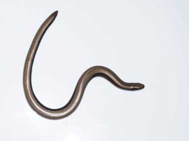 yavaş solucan, anguis fragilis