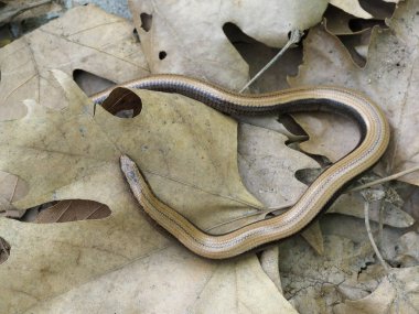 yavaş solucan, anguis fragilis