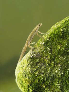 Pürüzsüz newt veya ortak newt, Lissotriton vulgaris