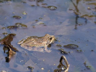 Çevik kurbağa, rana dalmatina