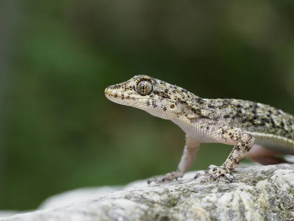 Kotschys gecko, Cyrtopodion kotschyi — Stock Photo, Image