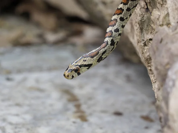 Avrupa ratsnake veya Leapard yılan, Zamenis situla — Stok fotoğraf