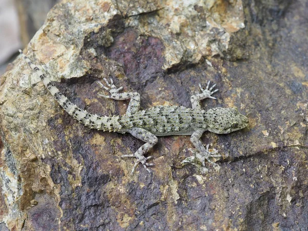 Kotschys gecko, Cyrtopodion kotschyi — Stock Photo, Image