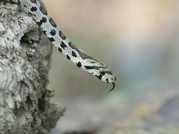 European ratsnake or Leapard snake,  Zamenis situla — Stock Photo, Image