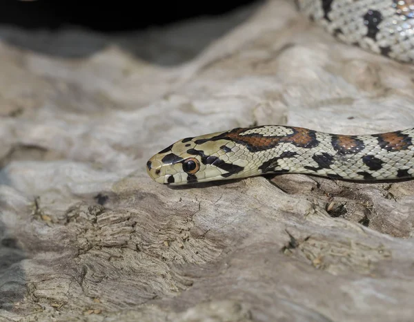 Ratoeira europeia ou cobra Leapard, situla de Zamenis — Fotografia de Stock