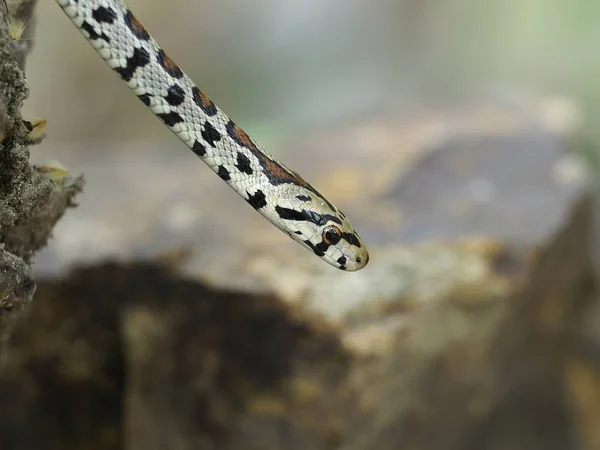 Ratoeira europeia ou cobra Leapard, situla de Zamenis — Fotografia de Stock