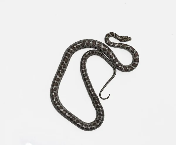 Európai ratsnake vagy Leapard kígyó, Zamenis situla — Stock Fotó