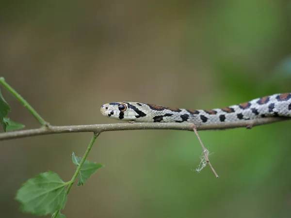 유럽 쥐뱀 또는 리파드 뱀, 자메니스 시툴라 — 스톡 사진