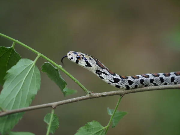 Ratoeira europeia ou cobra Leapard, situla de Zamenis — Fotografia de Stock
