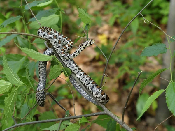 Europeiska ratsnake eller Leapard orm, Zamenis situla — Stockfoto