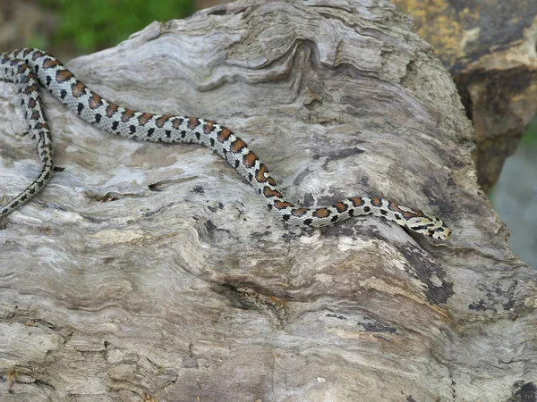 Avrupa ratsnake veya Leapard yılan, Zamenis situla — Stok fotoğraf