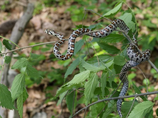 Ratoeira europeia ou cobra Leapard, situla de Zamenis — Fotografia de Stock