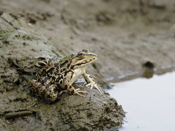 Żaba śmieszka, pelophylax ridibundus — Zdjęcie stockowe