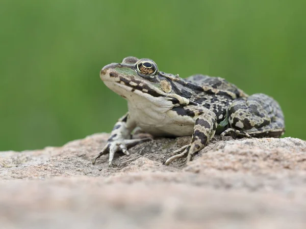 Marsh kikker, pelophylax ridibundus — Stockfoto