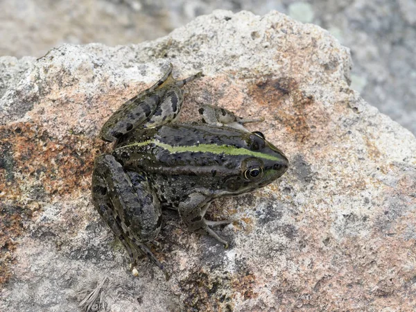 Żaba śmieszka, pelophylax ridibundus — Zdjęcie stockowe