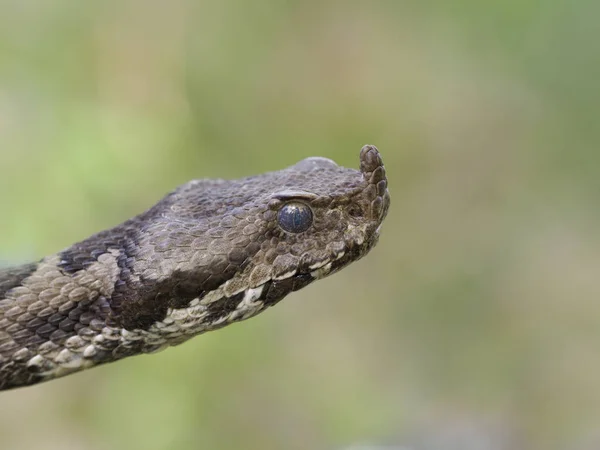 Nose-horned viper, Vipera ammodytes — Stock Photo, Image