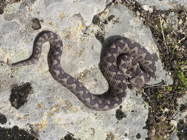 Näsa-Horned Viper, Vipera ammodytes — Stockfoto