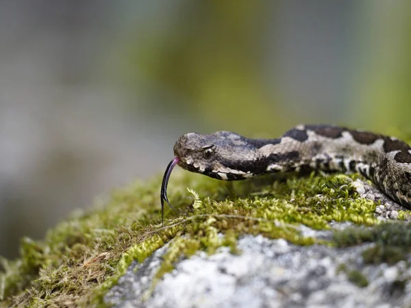 Burun boynuzlu engerek (Vipera ammodytes) — Stok fotoğraf