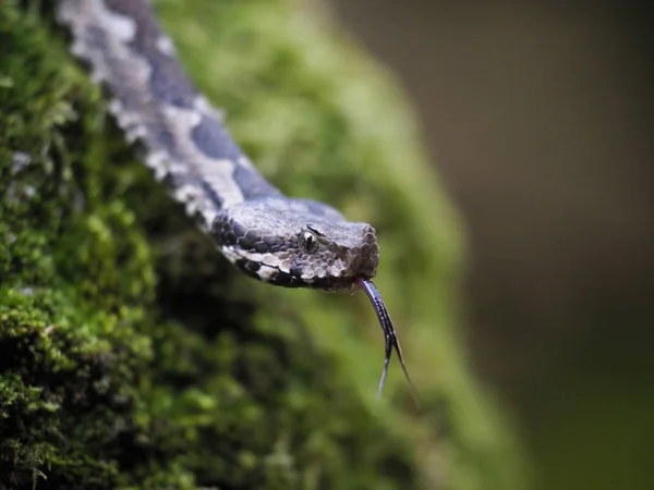 Vipera cornuta, Vipera ammodytes — Foto Stock