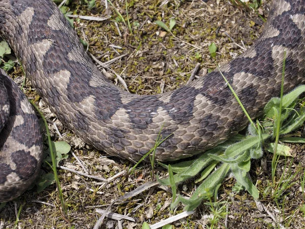 鼻角毒蛇， 维贝拉阿莫迪特 — 图库照片