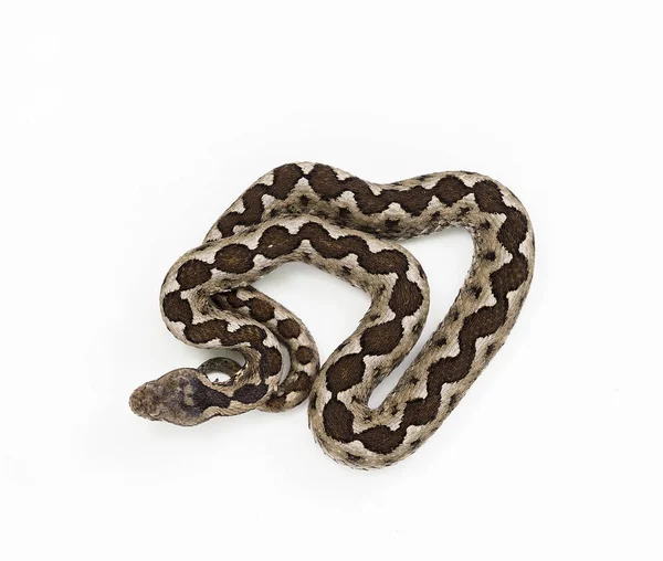 鼻角毒蛇， 维贝拉阿莫迪特 — 图库照片