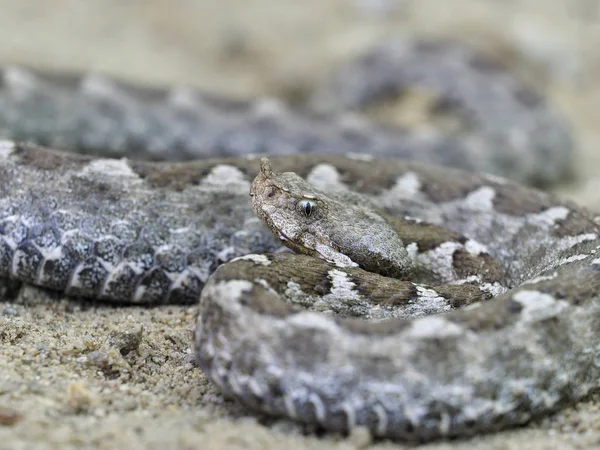 Vipera cornuta, Vipera ammodytes — Foto Stock