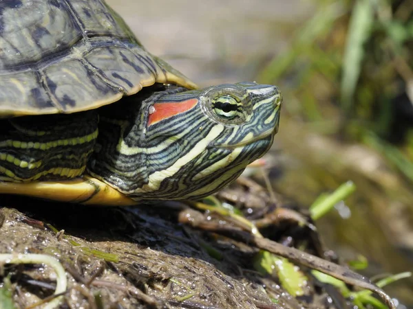 Control deslizante de orejas rojas, Trachemys scripta elegans —  Fotos de Stock