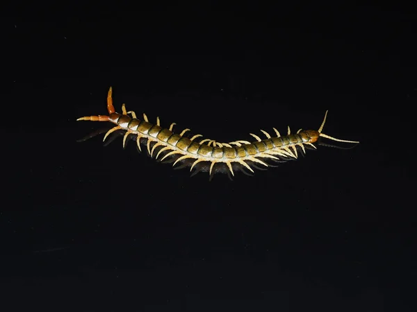 Scolopendra cingulata, Megarian bantlı kırkayak olarak da bilinir. — Stok fotoğraf