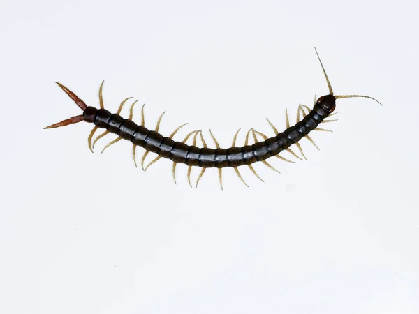 Scolopendra cingulata, también conocido como ciempiés de banda Megarian a — Foto de Stock