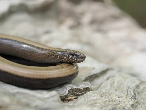 Verme lento, Anguis fragilis — Foto Stock