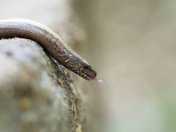Slow worm, Anguis fragilis — Stock Photo, Image