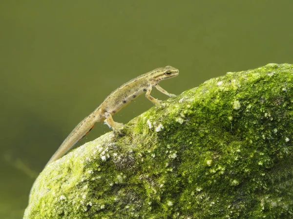 Pürüzsüz newt veya ortak newt, Lissotriton vulgaris — Stok fotoğraf