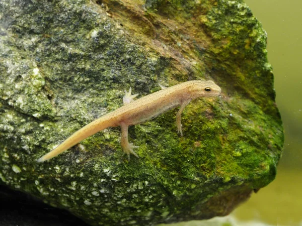 Smooth newt or common newt, Lissotriton vulgaris — Stock Photo, Image