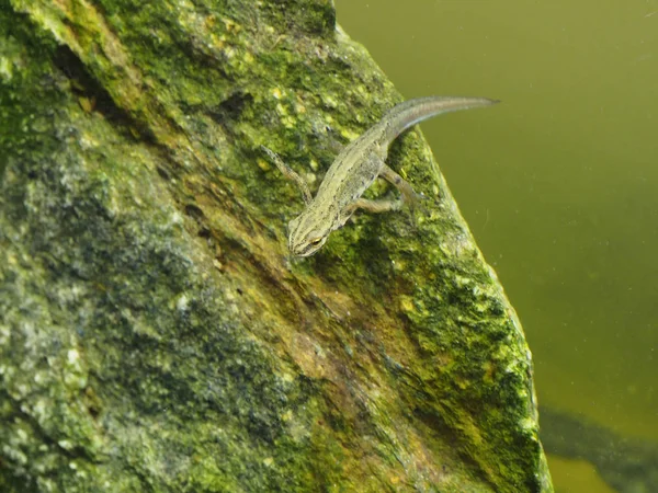 Tritón liso o tritón común, Lissotriton vulgaris — Foto de Stock