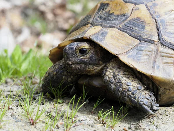 Tortuga de muslo o tortuga griega, Testudo graeca —  Fotos de Stock