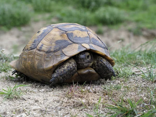 Spur-thighed tortoise or Greek tortoise, Testudo graeca — Stock Photo, Image