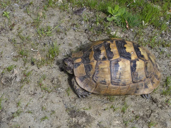 Tortuga de muslo o tortuga griega, Testudo graeca —  Fotos de Stock