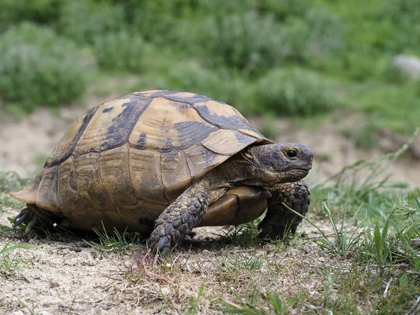 Spur-thighed tortoise or Greek tortoise, Testudo graeca — Stock Photo, Image