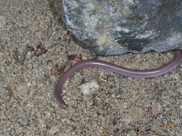 European worm snake or blind snake, Typhlops vermicularis — Stock Photo, Image