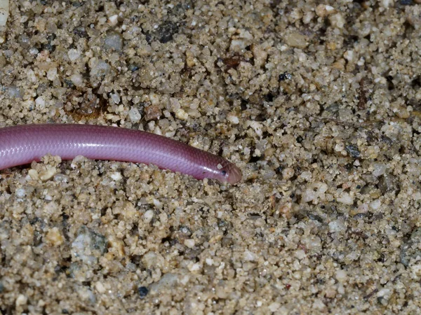 Cobra-minhoca europeia ou cobra cega, Typhlops vermicularis — Fotografia de Stock