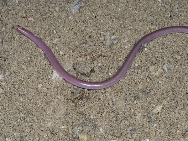 Cobra-minhoca europeia ou cobra cega, Typhlops vermicularis — Fotografia de Stock