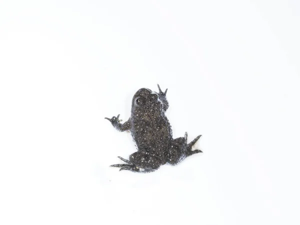 Sarı karınlı kurbağa, bombina variegata — Stok fotoğraf