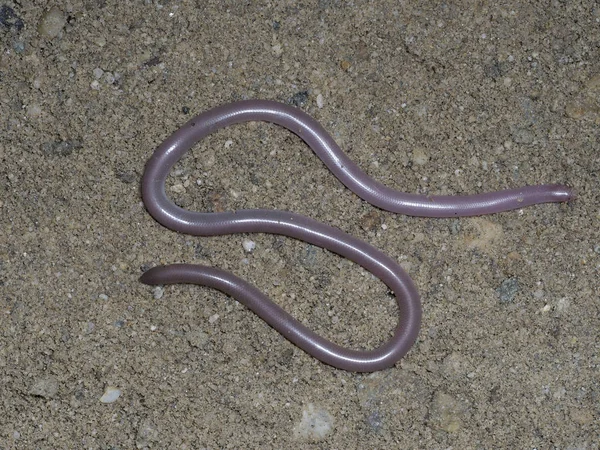 Cobra-minhoca europeia ou cobra cega, Typhlops vermicularis — Fotografia de Stock