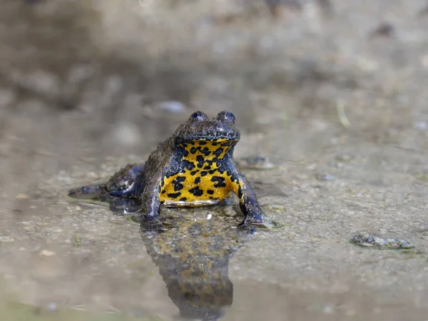 Желтобрюхая жаба, Bombina variegata — стоковое фото